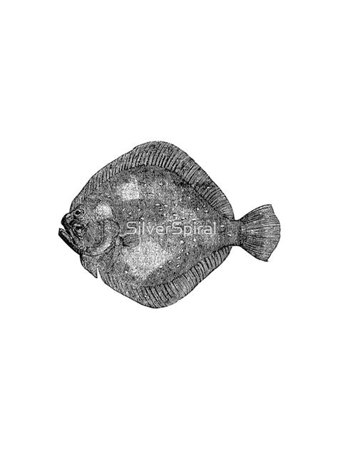 Vintage Marine Turbot Flounder Fish Illustration Retro 1800s Black And