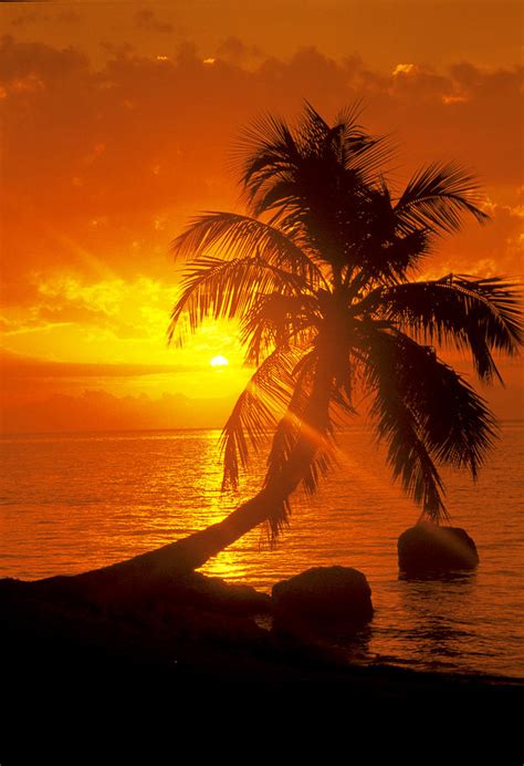 Lazy Palm Tree In The Sunset Photograph By Carl Purcell