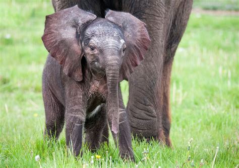 New Baby Elephant At West Midland Safari Park Birmingham Live