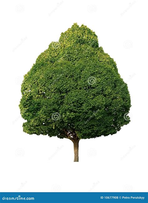 Green Tree Stock Photo Image Of Lawn Country Nature 10677908