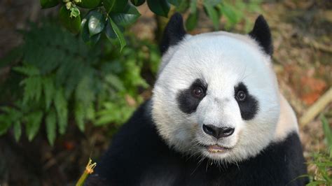 Adorable Giant Pandas Photos Making Pandas National Geographic