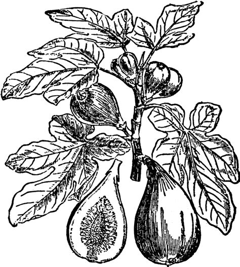 Fig Plant Clipart Etc Fig Plant Tree Tattoo Fig Tree