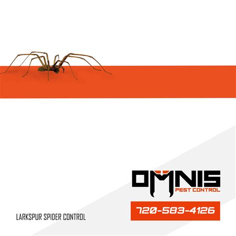 Larkspur Spider Control Omnis Pest Control