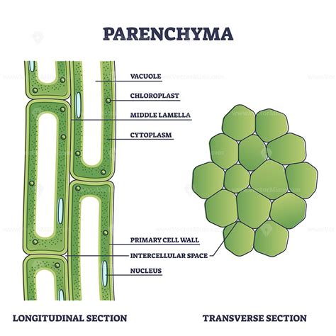 The Structure Of A Parenchyma Plant And Its Parts Labeled In This Diagram