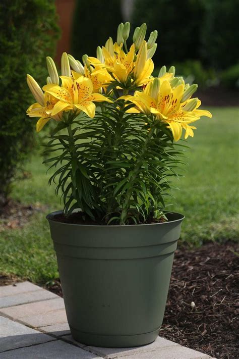 If you want to give your bulbs a head start, you can pot them indoors around a month or two before your outdoor weather meets their growing conditions. Best Summer Bulbs for Containers: Lilies bloom in a ...