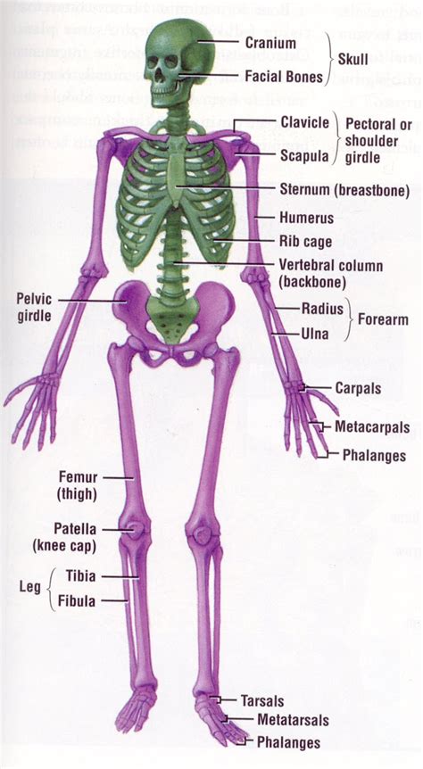Skeletal System Diagram ModernHeal