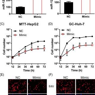 MiR1225 Upregulation Suppresses The Proliferation Of Huh7 And HepG2