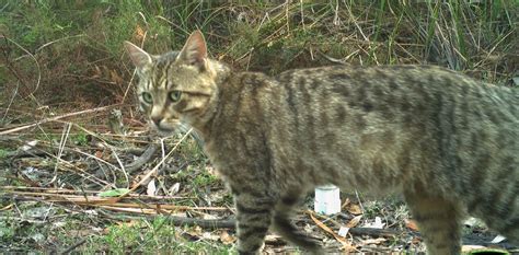Feral Cat Cull Why The 2 Million Target Is On Scientifically Shaky Ground