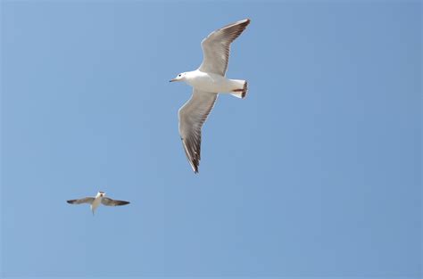 Безплатна снимка птица крило небе морски птици летя чайка полет