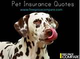 Photos of Compare Pet Insurance Quotes