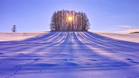 Wallpaper Winter Snow Trees Sun Rays White 1920x1200 Hd Picture Image
