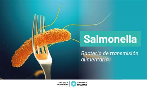 Salmonella Cómo Se Transmite Esta Bacteria Ministerio De Salud Pública De Tucumán