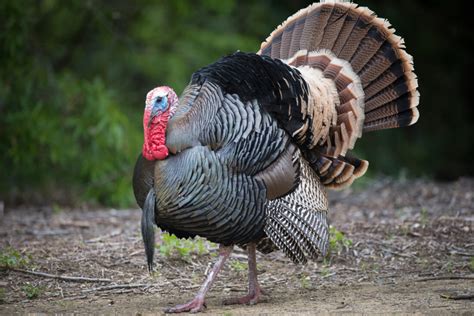 heritage turkey breeds for the rural american grit