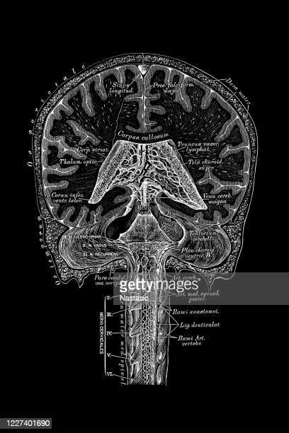 Lymphatic System Head Photos And Premium High Res Pictures Getty Images