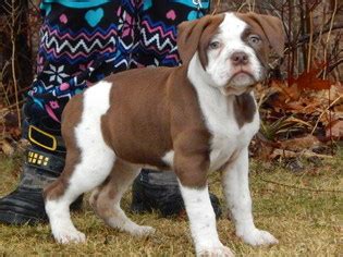 We are an established kennel that started back in 2009. View Ad: Alapaha Blue Blood Bulldog Puppy for Sale, Ohio ...
