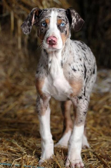 The Catahoula Leopard Dog Is A Truly Fascinating Dog Heres Why