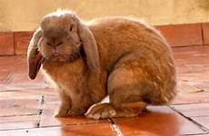 brown rabbit breeds rabbits lop popular french