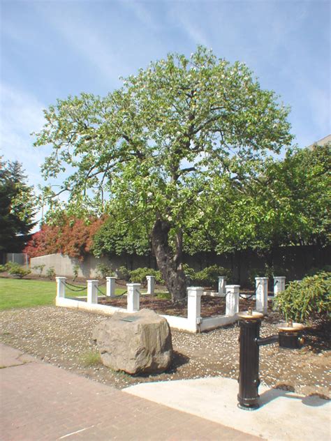 Now available in reachables size! Old Apple Tree Park