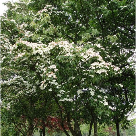 White flowering dogwood tree uk. Cornus kousa var. chinensis | White Flowering Chinese ...