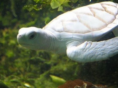 Albino Turtle Albino Animals Rare Albino Animals Endangered Sea Turtles