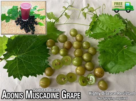 Daleys Fruit Tree Blog Adonis Muscadine Grape Vine Subtropical And