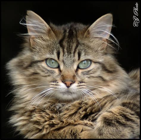 Pin By Linda Jakobeit On Cats Norwegian Forest Cat Gorgeous Cats Cats