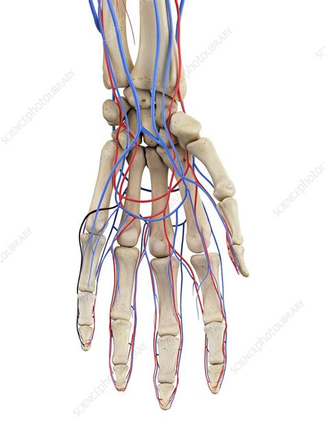 Hand Veins And Arteries Illustration Stock Image F0117165