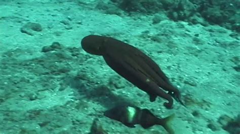 Viper Moray Eel Attacks Hawaiian Day Octopus Youtube