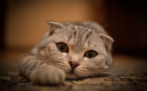 Download Wallpapers Scottish Fold Cat Domestic Cat Gray Cat Pets