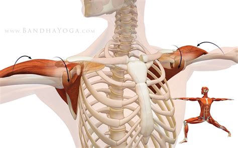 Shoulder ПЛЕЧИ Shoulder Biomechanics Part I The Subscapularis Muscle