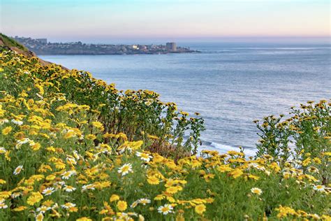 Spring Flowers Overlooking The Ocean Photograph By Jo Mujica