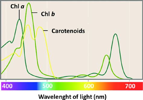Chlorophyll A B And Carotenoids Absorbance Spectra Download