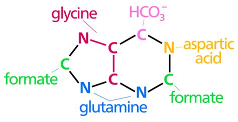 Difference Between Purine and Pyrimidine Synthesis | Compare the Difference Between Similar Terms