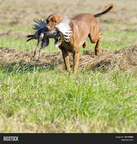 Hunting Dog Catch Image And Photo Free Trial Bigstock