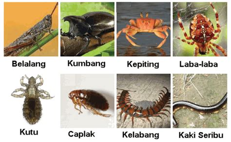 Kelompok Arthropoda Ujian