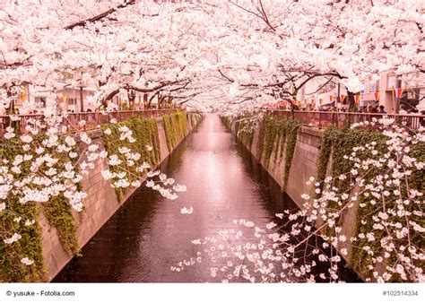 [봄꽃이미지] 흩날리는 벚꽃을 사진으로도 즐겨 보세요 네이버 블로그