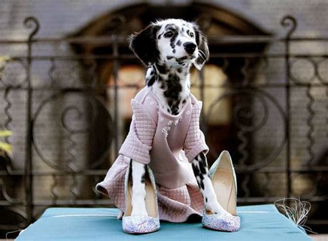A Photographer Has A New Twist On New York Fashion Week Dog Models