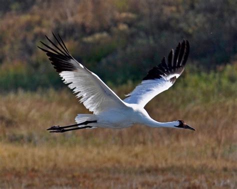 Whooping Crane Tour In Rockport Tx The Botanical Journey
