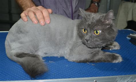 Learn everything about russian blue cat, including health and care information. Gallery | Kylies Cat Grooming Services - Part 49