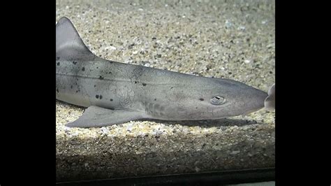 ドチザメ Banded Houndshark Triakis Scyllium Youtube