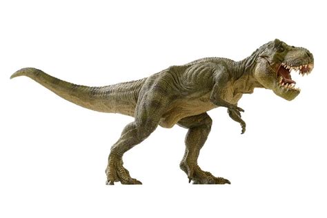 Refer to the coronavirus safety information page of our website for more information. Laminated Tyrannosaurus Rex TRex Dinosaur Lifelike 3D Rendering Sign Poster 12x18 inch - Poster ...
