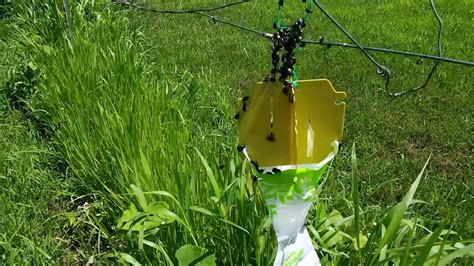 Spectracide Bag A Bug Japanese Beetle Trap Youtube