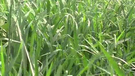 There are fewer problems with pests Special Grass for Livestock Could Cut Greenhouse Gases - YouTube