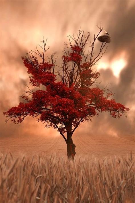 Deblee On Imgfave Color In 2019 Lone Tree Beautiful