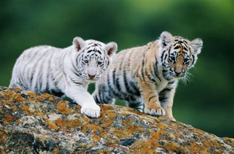 International Tiger Day 2016 17 Cute Tiger Cubs That Are Ferocious Af