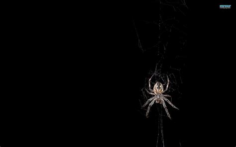 Spider Wallpapers Wallpaper Cave