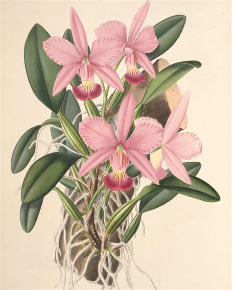 Cattleya Orchid Drawing At Explore Collection Of