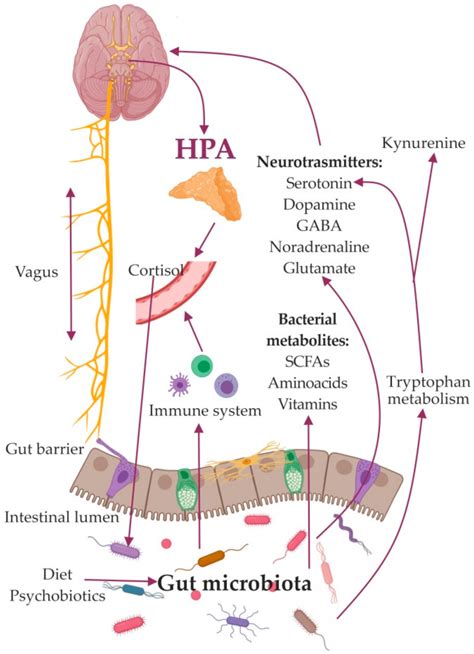 Ijms Free Full Text Bacterial Metabolites Of Human Gut Microbiota