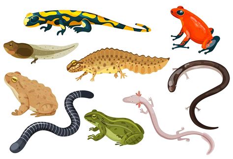 Teach Kids About Amphibians Types Characteristics And Facts