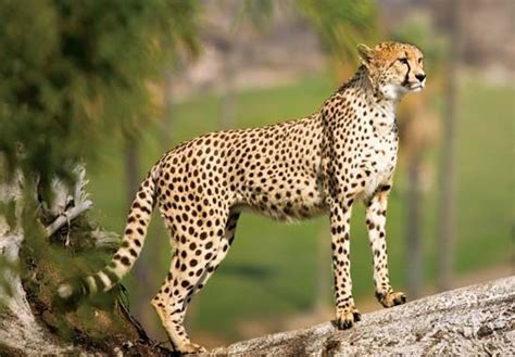 Cheetah Mammal